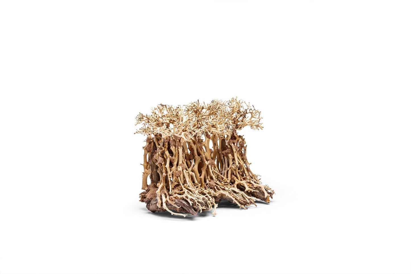 UNS Bonsai 005
