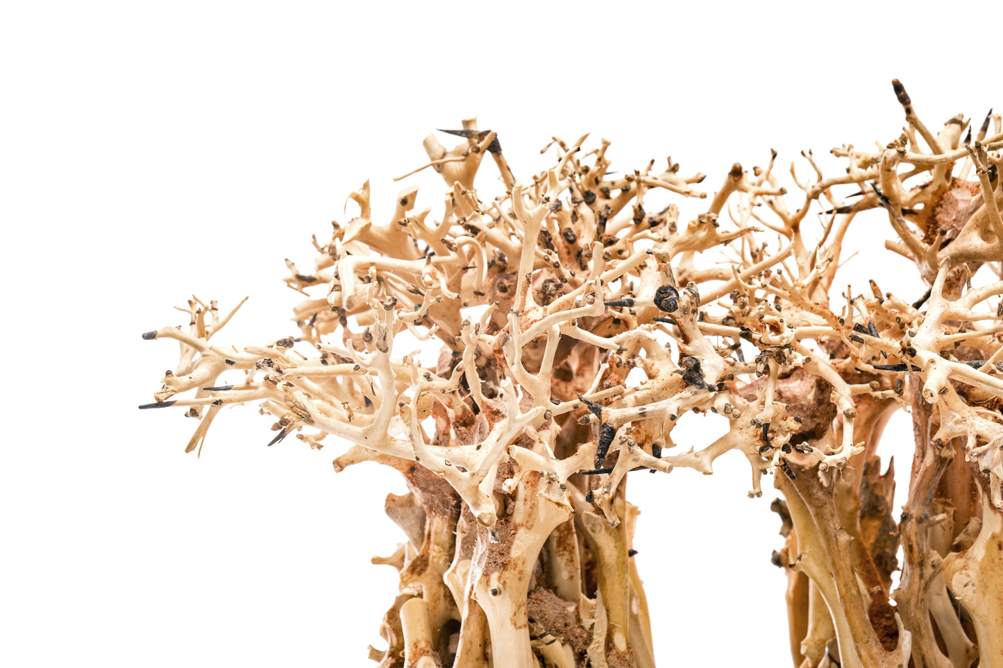 UNS Bonsai 005