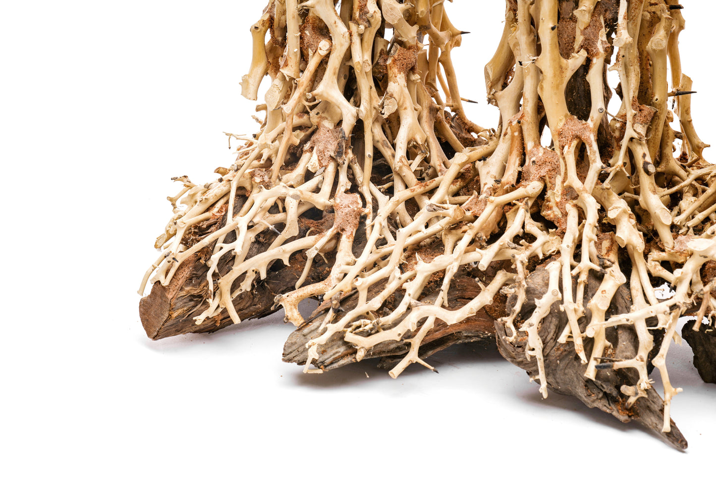 UNS Bonsai 005