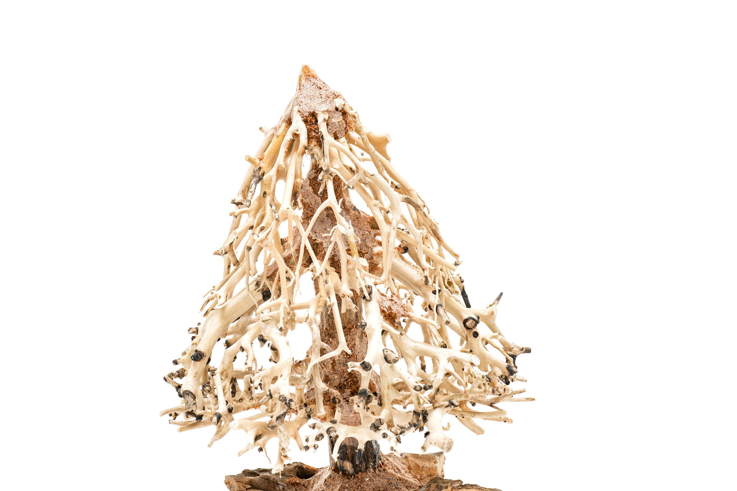 UNS Bonsai 009