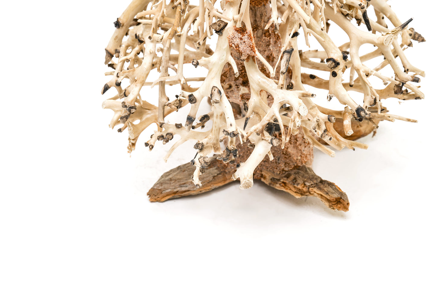 UNS Bonsai 009