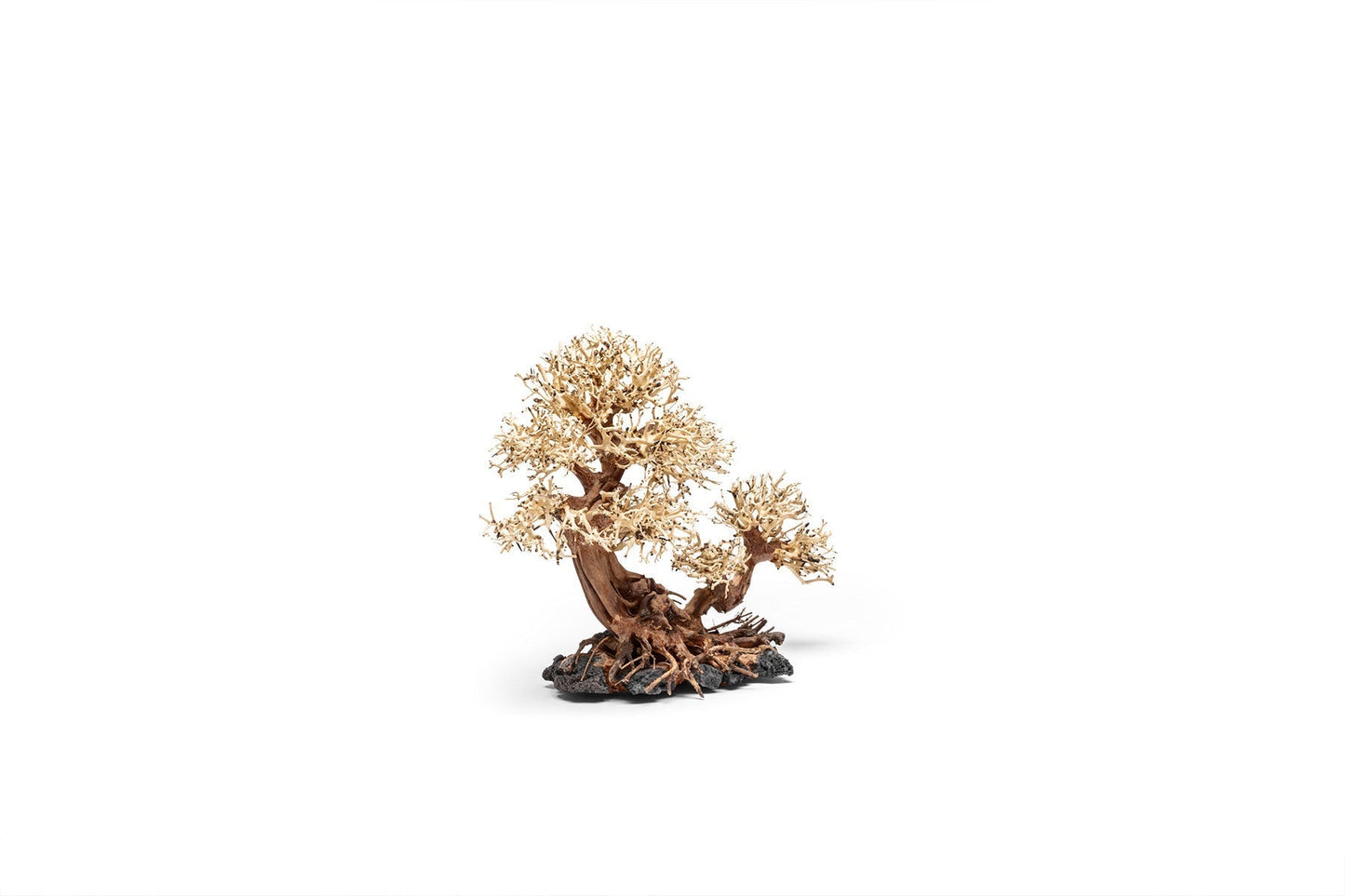 UNS Bonsai 011