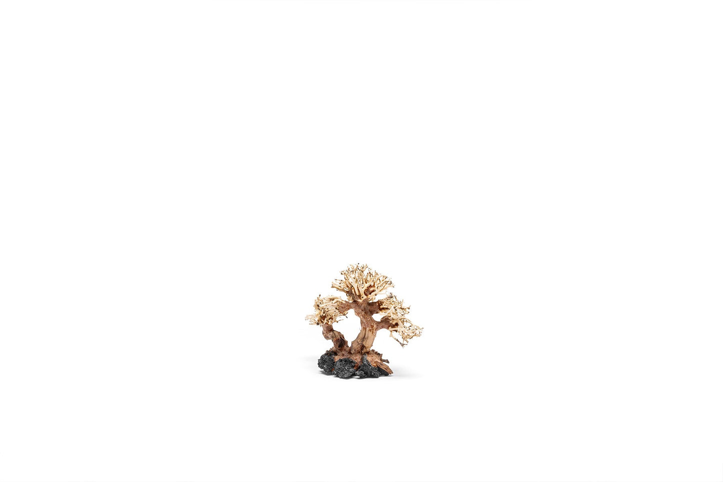 UNS Bonsai 011