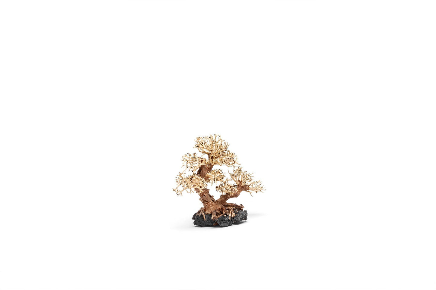 UNS Bonsai 011