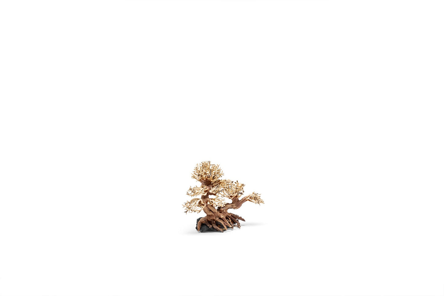 UNS Bonsai 011
