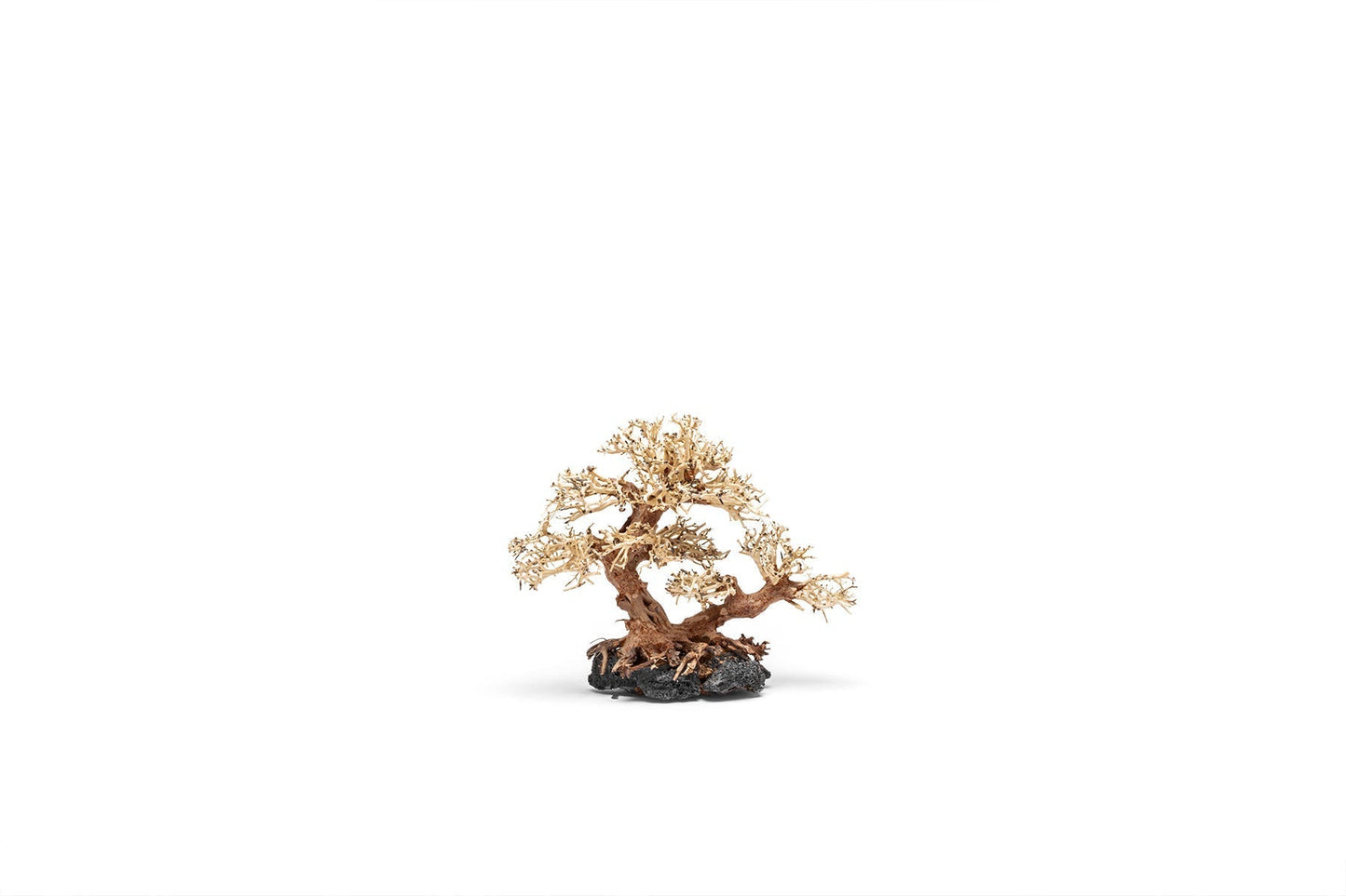 UNS Bonsai 011