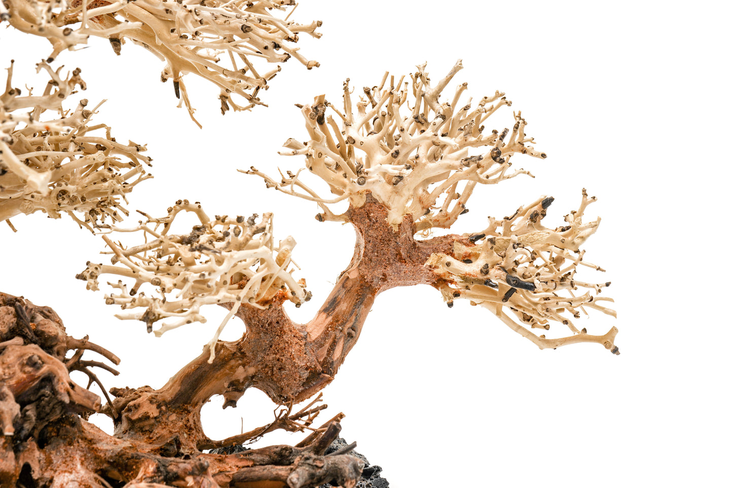 UNS Bonsai 011