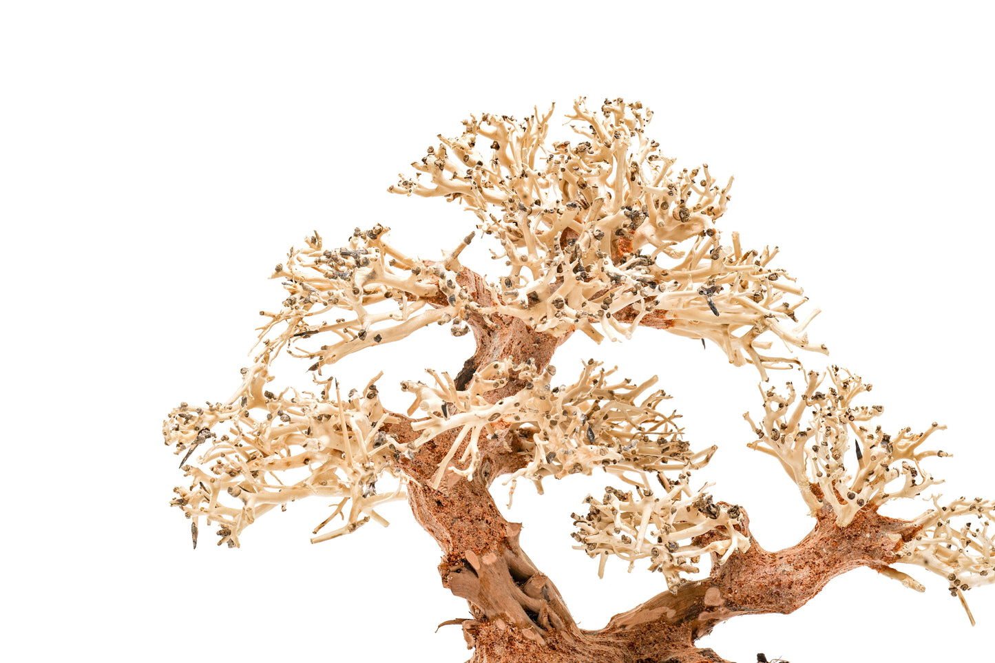 UNS Bonsai 011