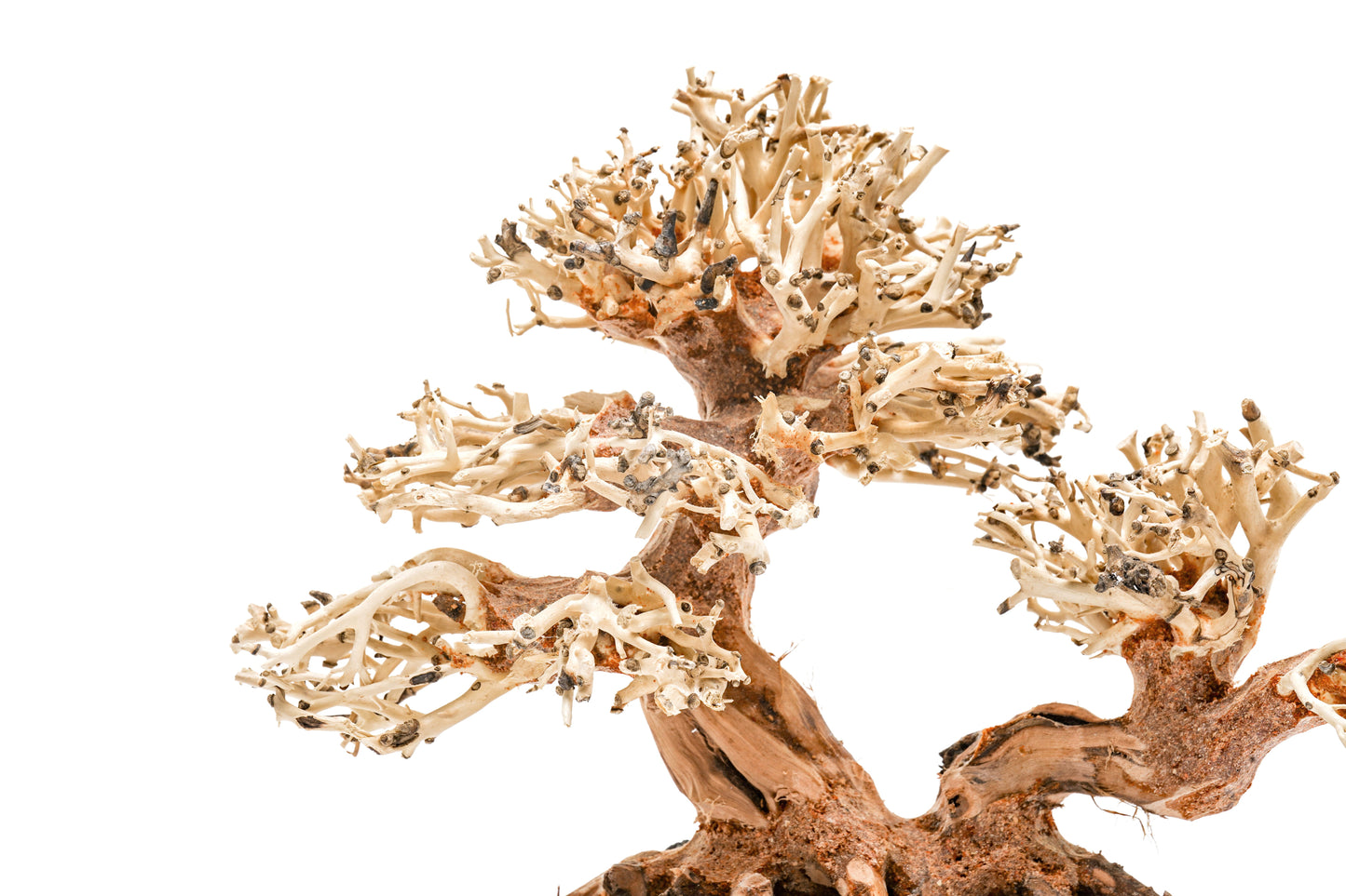UNS Bonsai 011