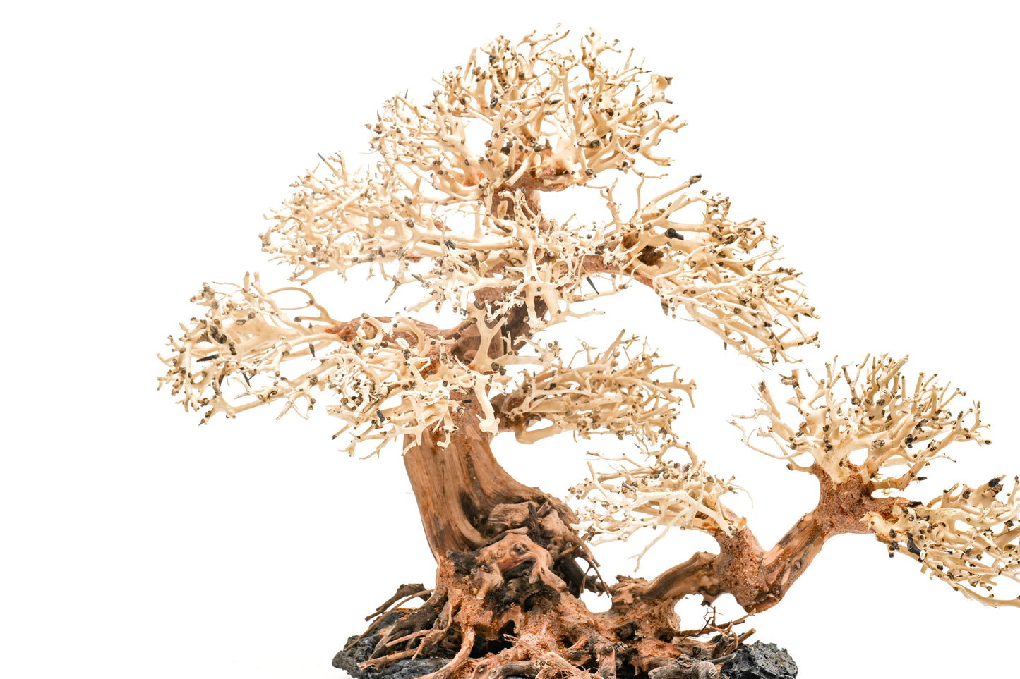 UNS Bonsai 011