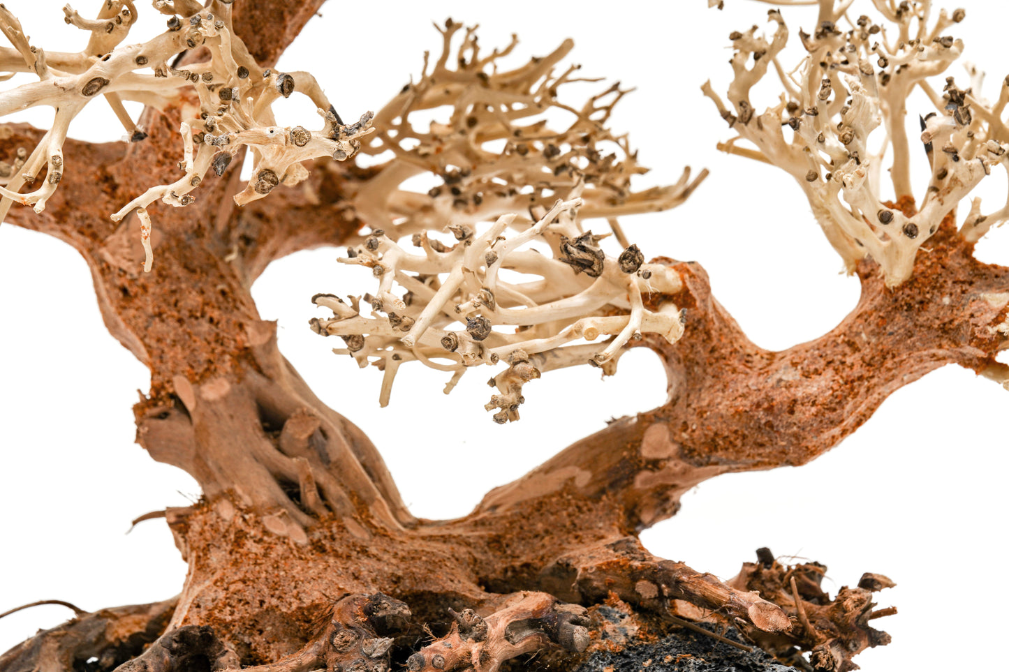 UNS Bonsai 011