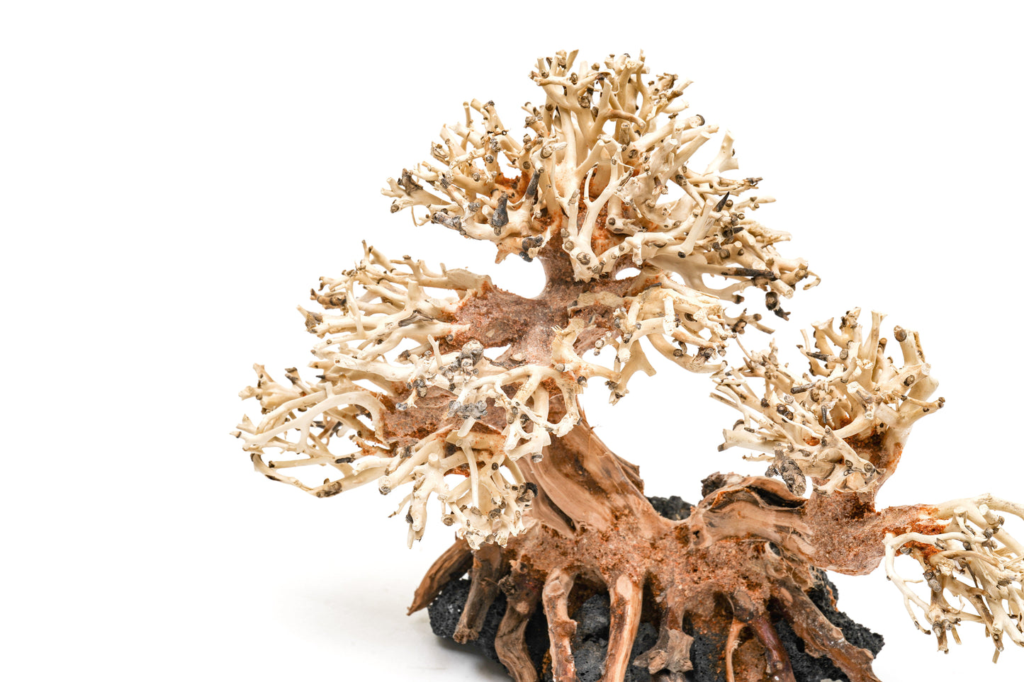 UNS Bonsai 011