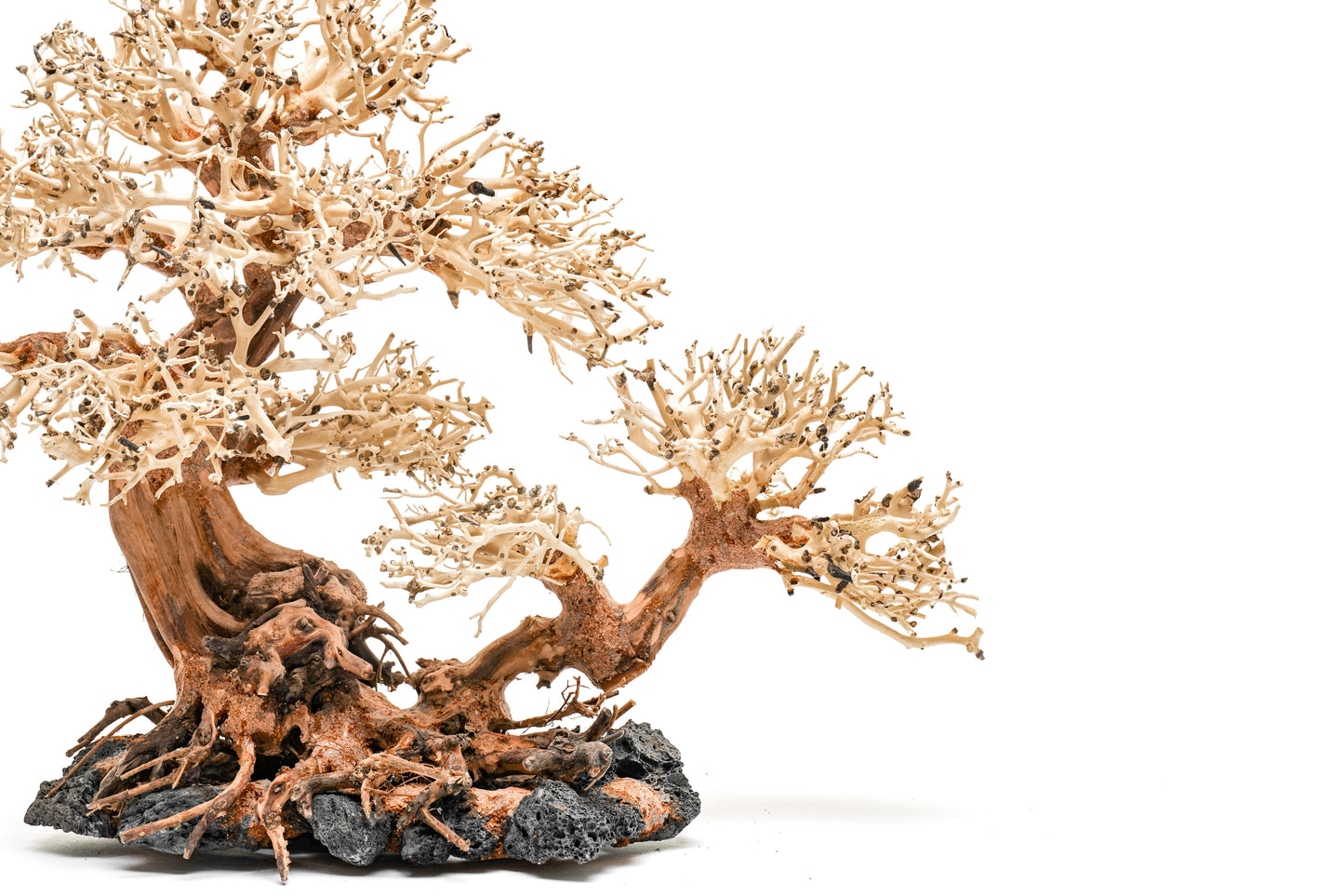 UNS Bonsai 011
