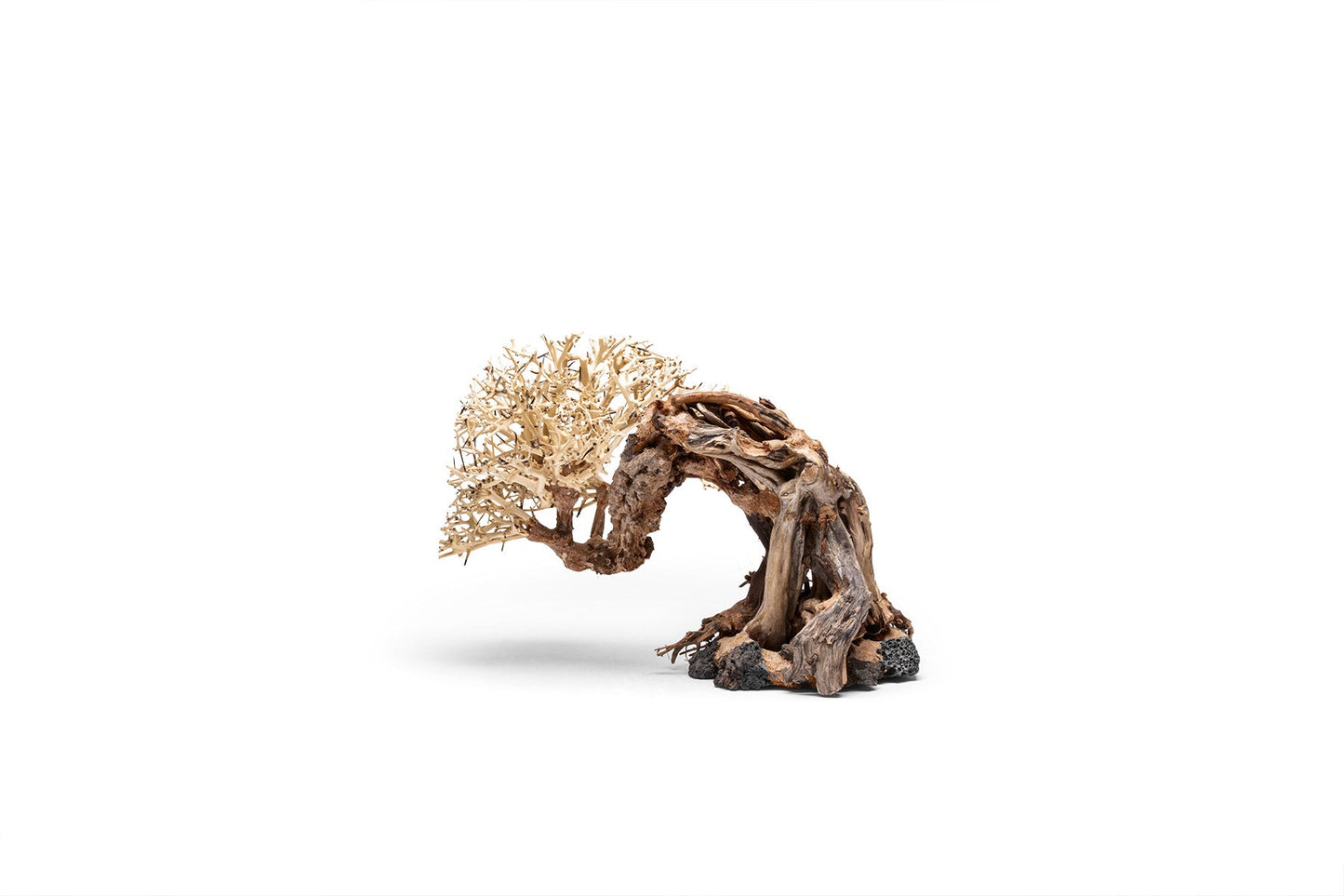 UNS Bonsai 013