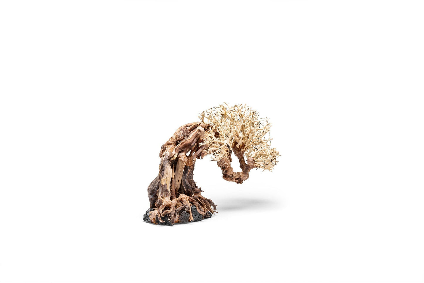 UNS Bonsai 013