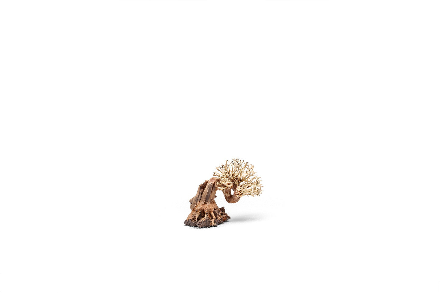 UNS Bonsai 013