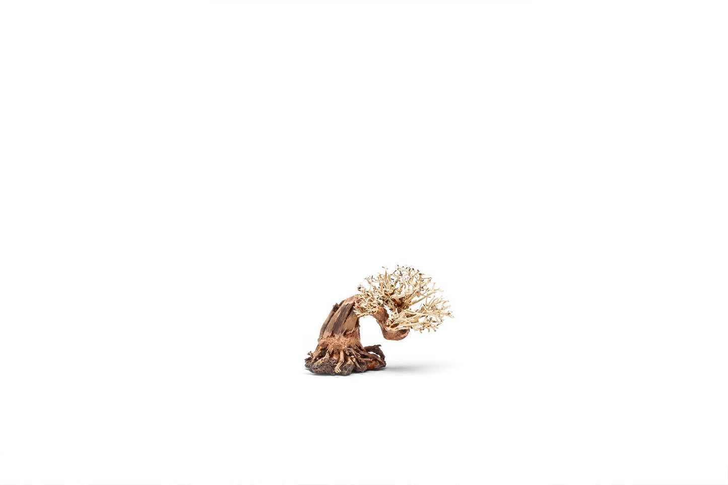 UNS Bonsai 013