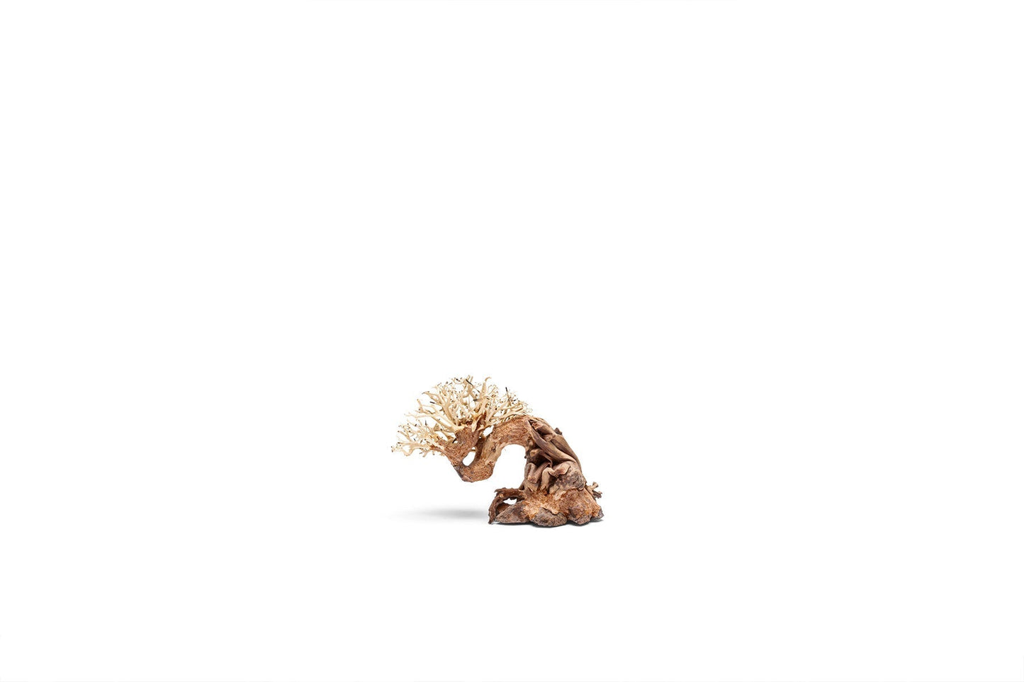 UNS Bonsai 013