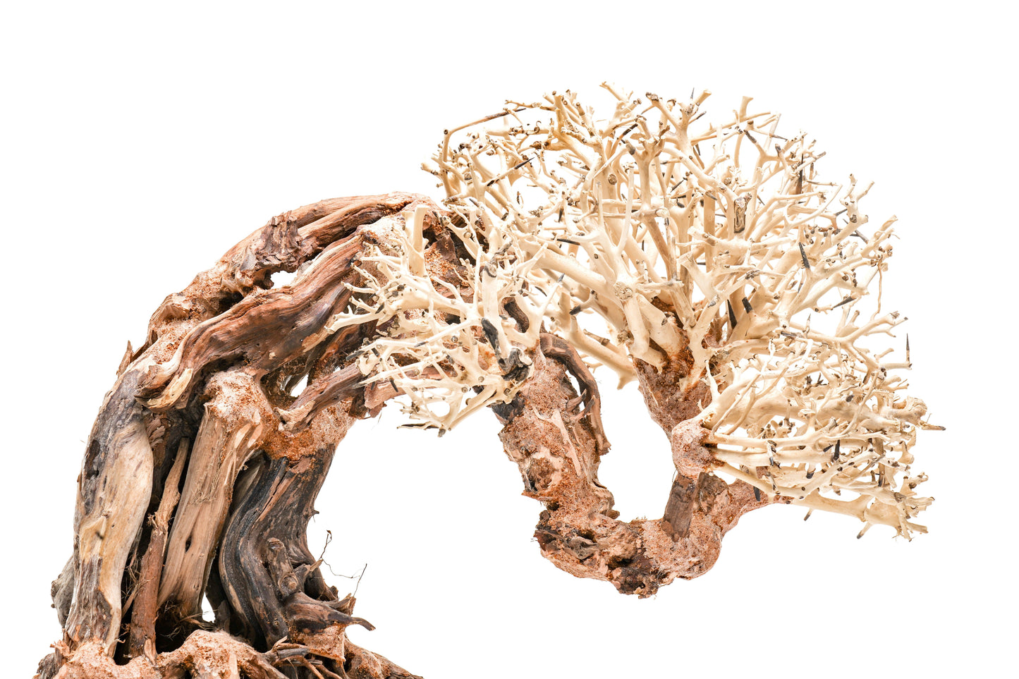 UNS Bonsai 013
