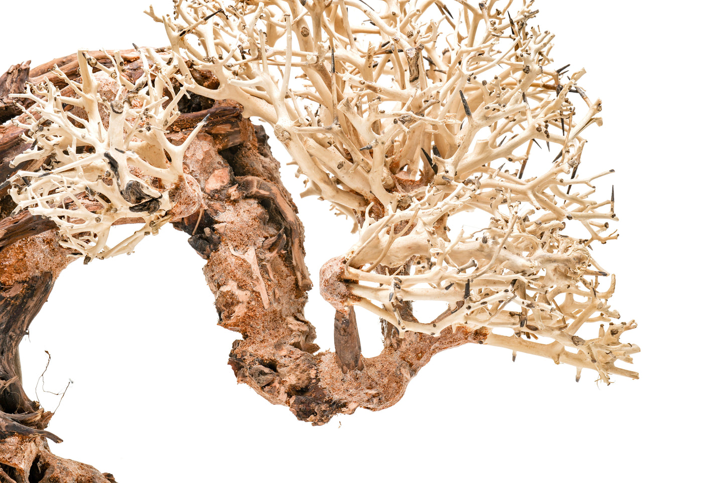 UNS Bonsai 013