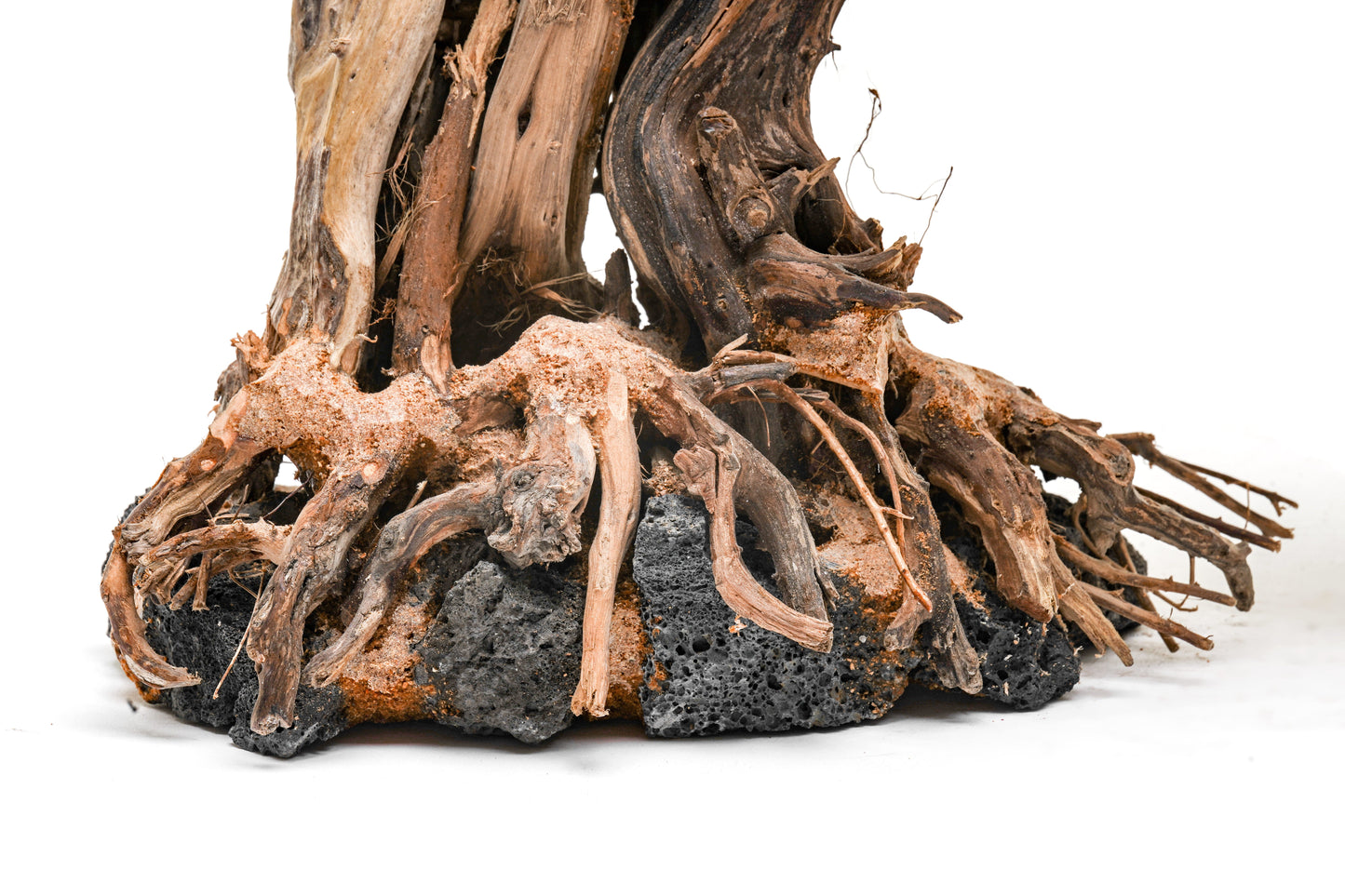 UNS Bonsai 013