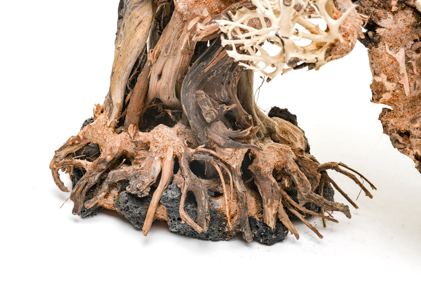 UNS Bonsai 013