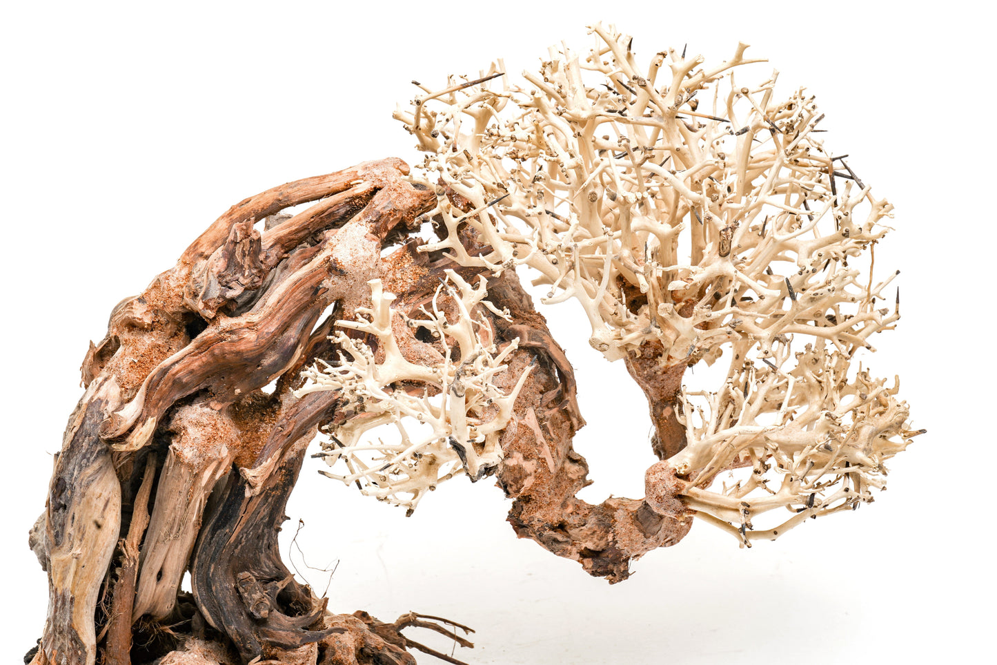 UNS Bonsai 013
