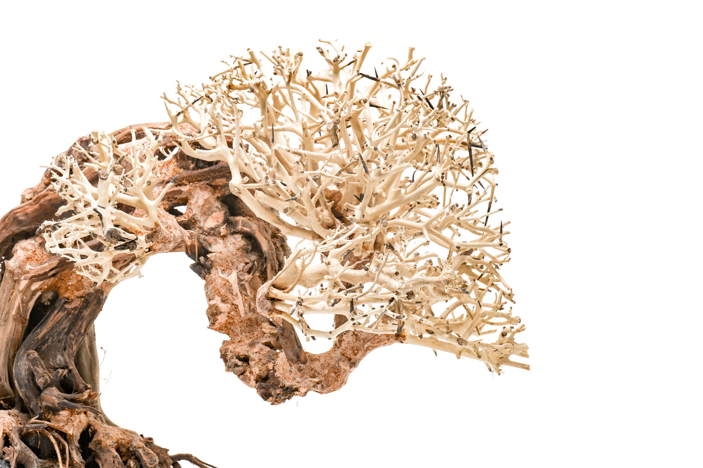 UNS Bonsai 013