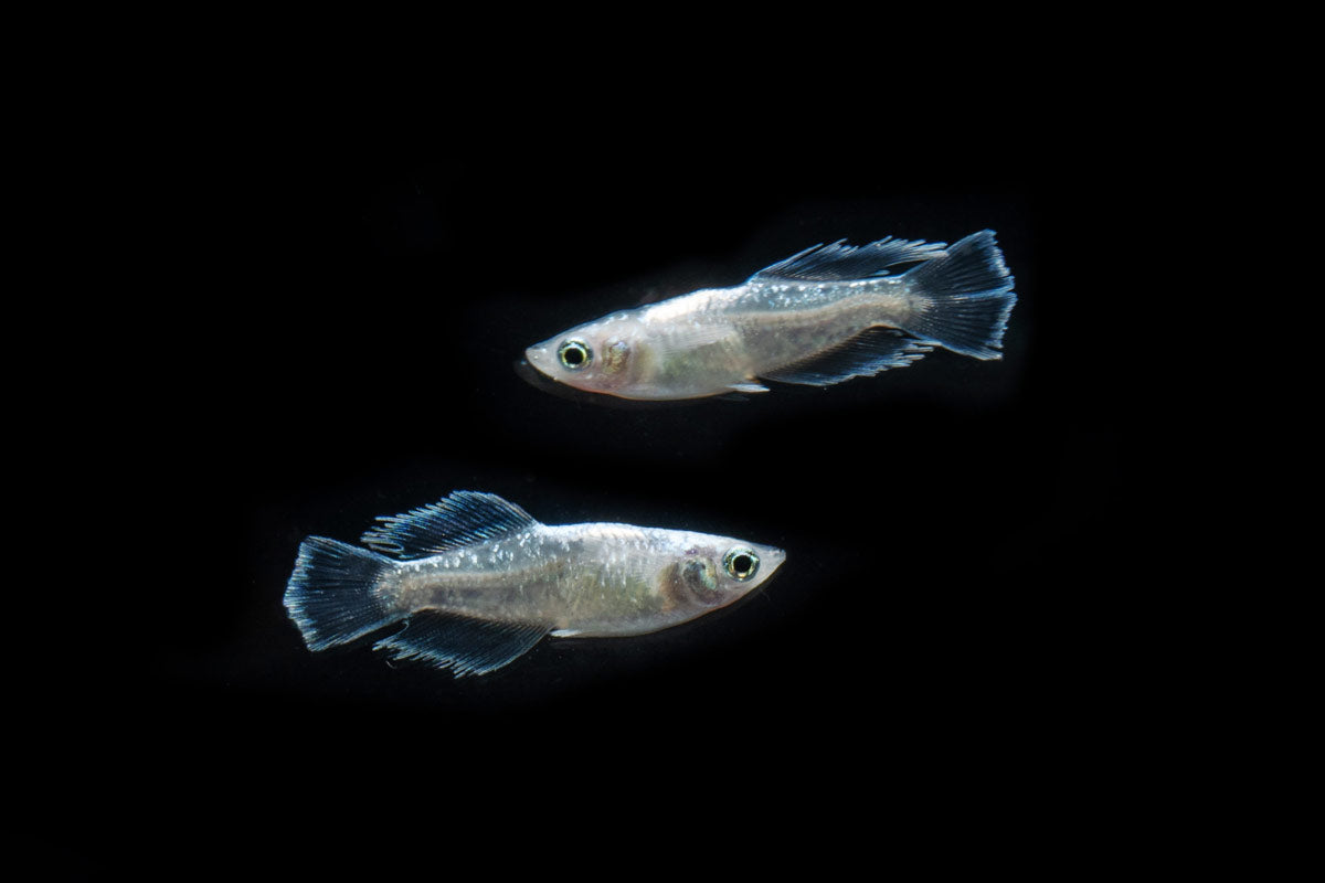 White Galaxy Long Fin Medaka Rice Fish