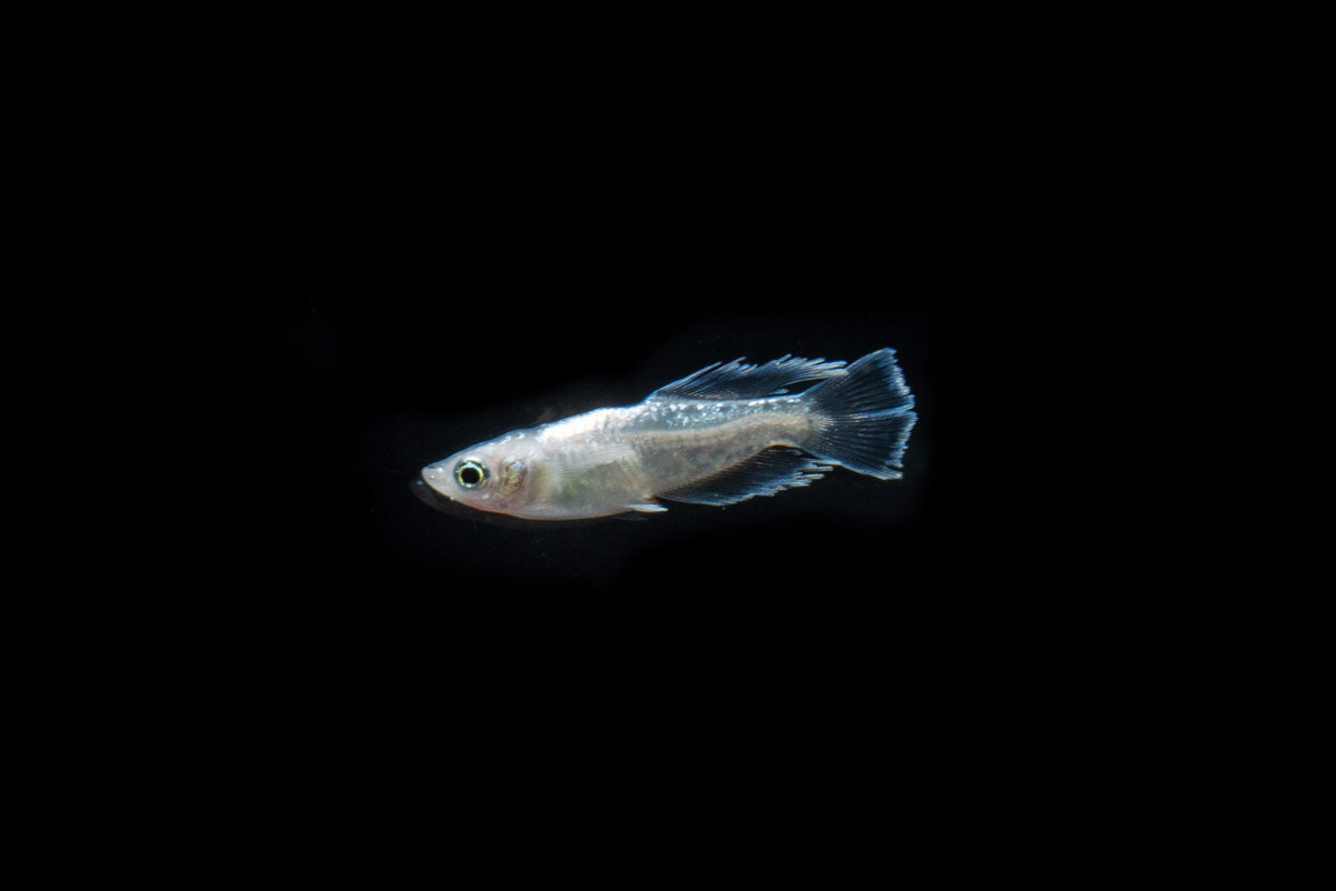 White Galaxy Long Fin Medaka Rice Fish