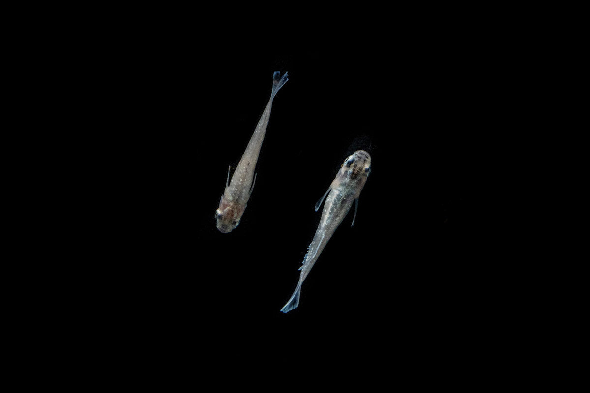 White Galaxy Long Fin Medaka Rice Fish