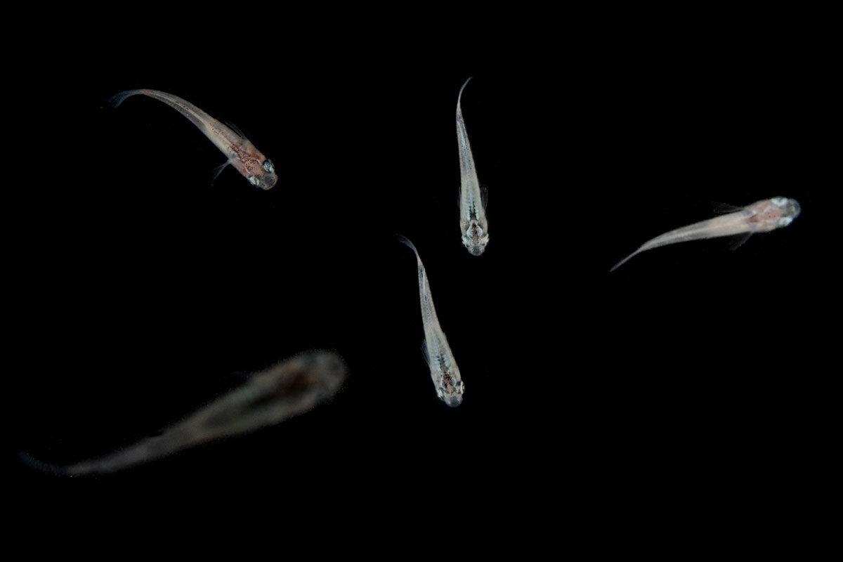 White Medaka Rice Fish