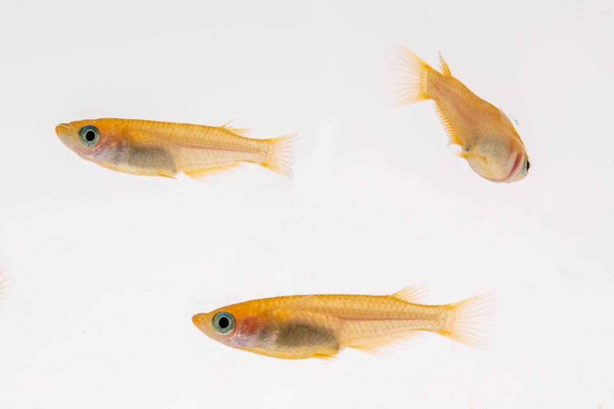 Yokihi Medaka Rice Fish