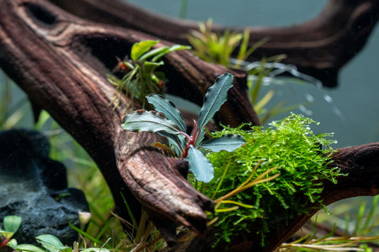 The Best Aquarium Plants for a Thriving Tank