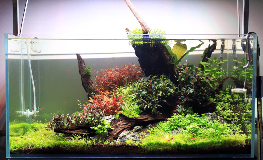 Algae is not bad for your fish tank