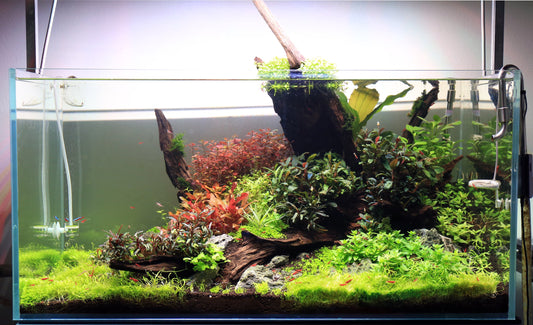 Algae is not bad for your fish tank