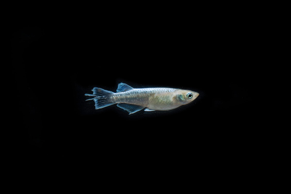 Abi Medaka Rice Fish