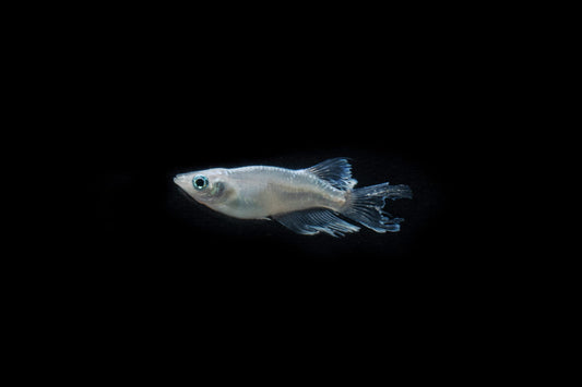 Abi Medaka Rice Fish