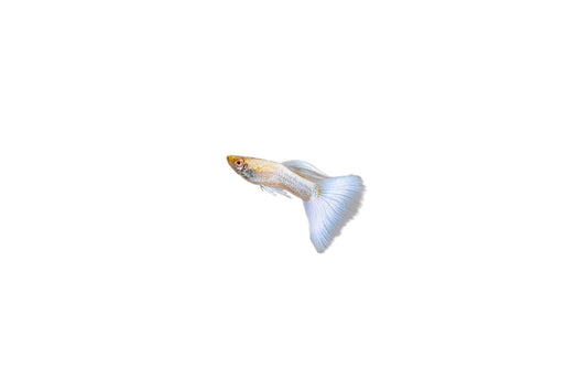 Albino Full Platinum Guppies