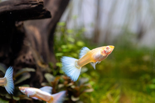 Albino Full Platinum Guppies