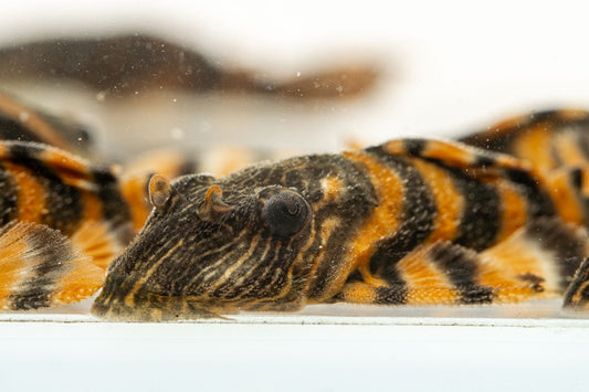 Alenquer Tiger Pleco