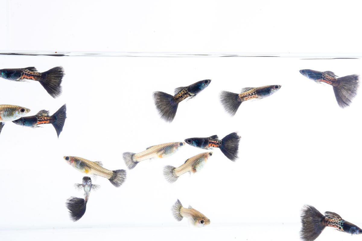 Black Metal Cobra Guppies