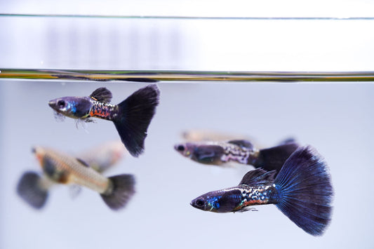 Black Metal Cobra Guppies