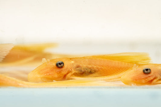 Blue Eye Lemon Bristlenose Pleco
