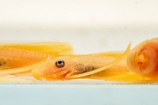 Blue Eye Lemon Bristlenose Pleco