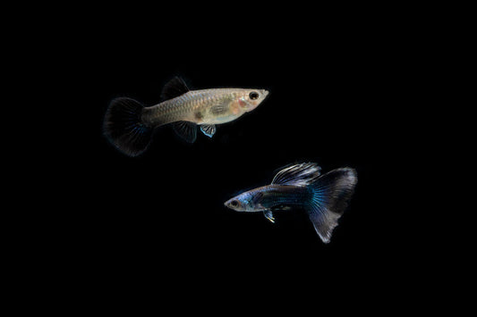 Blue Tarzan Guppies - Breeding Pair
