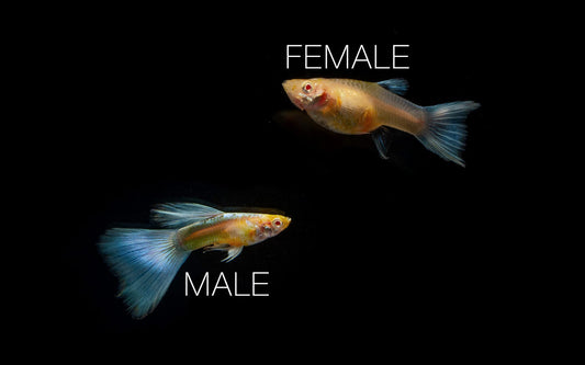 Blue Topaz Guppies - Breeding Pair