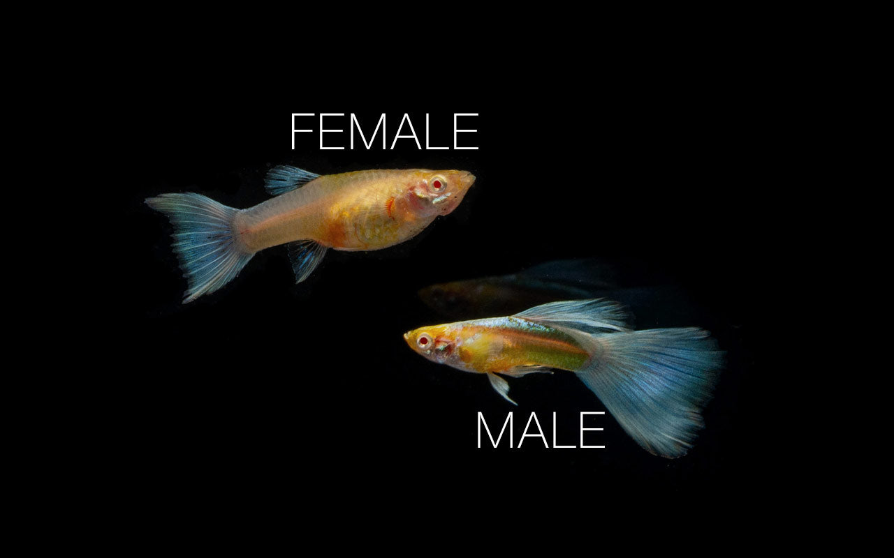 Blue Topaz Guppies - Breeding Pair