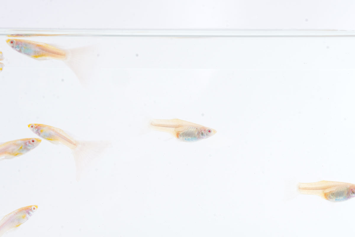 Blue Tuxedo Albino Guppies