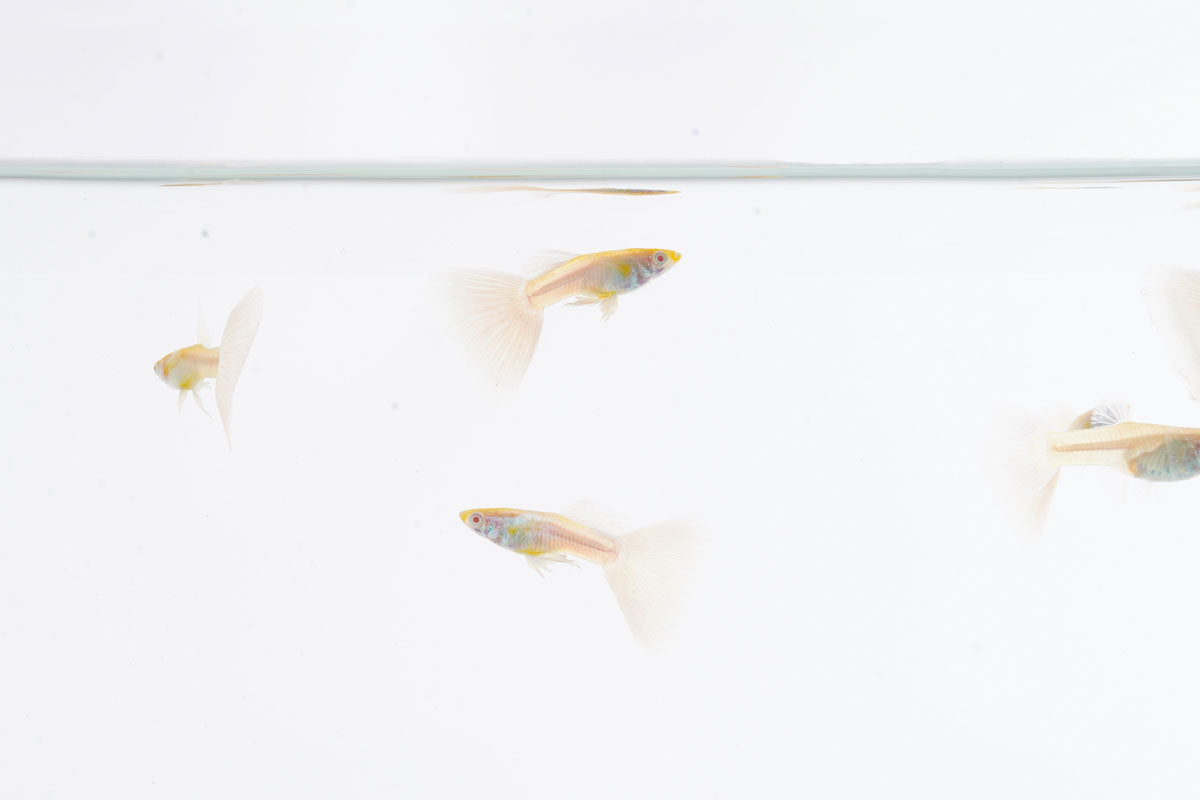 Blue Tuxedo Albino Guppies